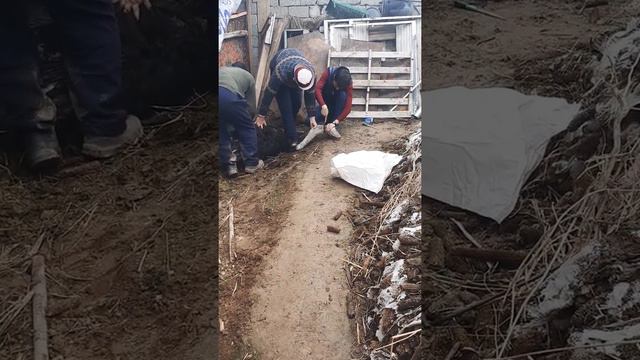 Tuyaqushning so'yilish jarayoni | Процесс забоя страуса | The process of slaughtering an ostrich смотреть онлайн