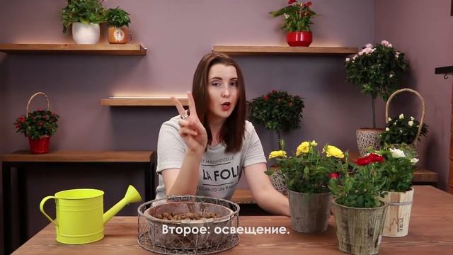 Как ухаживать за кустовой розой дома? Правильный уход за кустарниковой, комнатной, домашней розой
