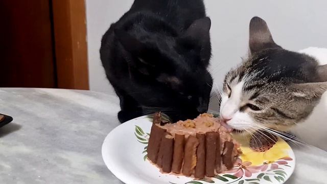 ANIVERSÁRIO DE 1 ANO DO MEU GATO 🎂🐱 muito bolo e comilança [Charlie Gato de Meias] смотреть онлайн