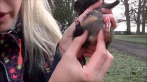 Морские свинки неожиданные подробности. Как определить пол у морской свинки