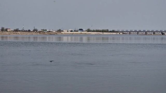 Шардара Рыбалка на Сазан смотреть онлайн