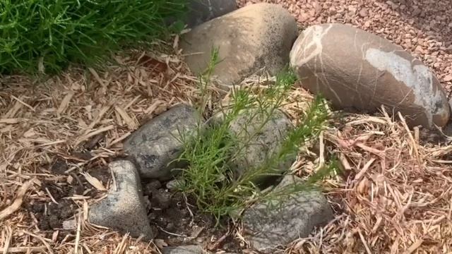 САНТОЛИНА. СЕКРЕТЫ УСПЕШНОГО ВЫРАЩИВАНИЯ. Сантолина зимой.