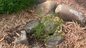 САНТОЛИНА. СЕКРЕТЫ УСПЕШНОГО ВЫРАЩИВАНИЯ. Сантолина зимой.