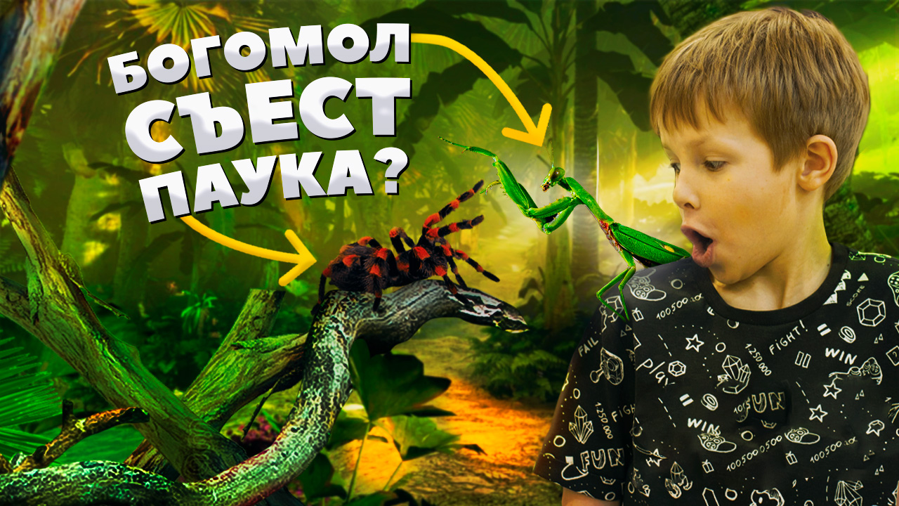 Богомол, виды богомолов, нападение богомола / богомол против паука, змеи, птицы смотреть онлайн