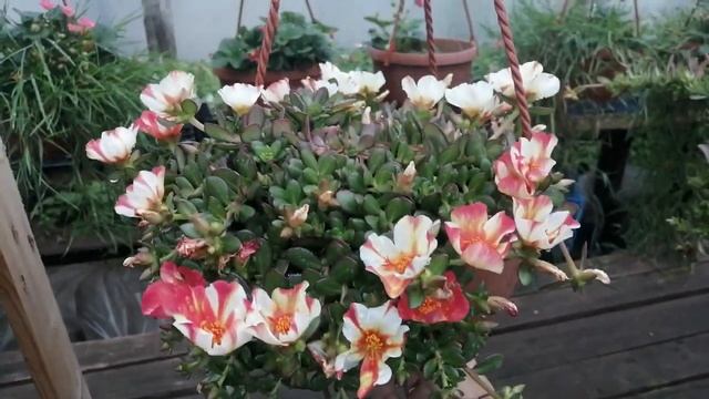 Портулак ампельный цветение в пасмурную погоду? смотреть онлайн