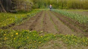 мототяпка вжик прополка и окучивание лука