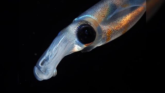 Bigfin Reef Squid Facts смотреть онлайн
