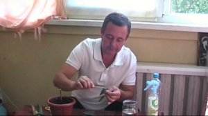 Прививка лимона методом в расщеп