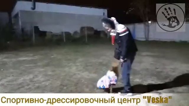 Обучение щенка. Венгерская выжла 5 месяцев, команда Сидеть и Ко мне смотреть онлайн