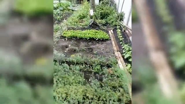 Моя дача урожайный огород цветут огурчики  и перчик июнь 2020