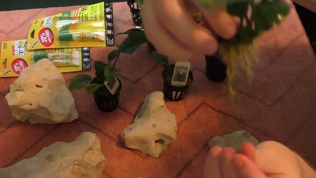 Anubias and Java Fern super glued to rocks! African Cichlids and Goldfish. смотреть онлайн