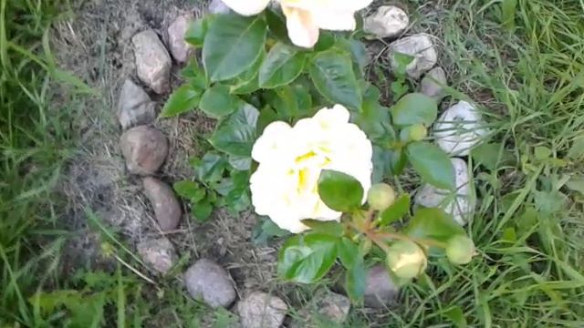 Роза 