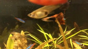 Рыбки в аквариуме. Таймлапс. #таймлапс #рыбки #аквариум