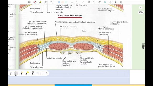 Мышцы живота и паховый канал смотреть онлайн