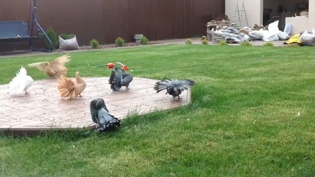 ПАВЛИНИЙ ГОЛУБИ / PIGEONS / TAUBE #Gulsarinfo©