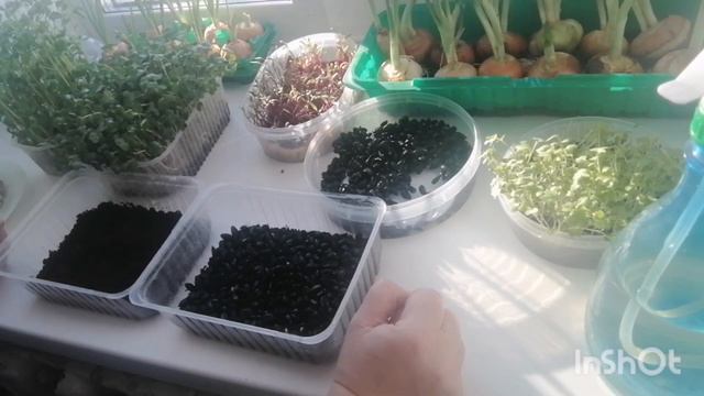 Огород на подоконнике !Запеканка !Закатки ,и котик абармотик ! смотреть онлайн