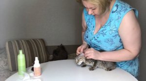 Как почистить уши котенку