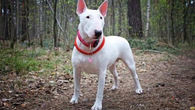 ЭТИ СОБАКИ САМЫЕ ЗЛЫЕ В МИРЕ смотреть онлайн