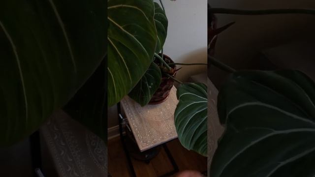 Philodendron gloriosum: Update #3 Dying leaves, sun burn, and new growth смотреть онлайн