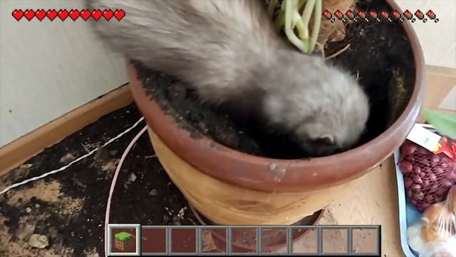 ХОРЕК ИГРАЕТ В МАЙНКРАФТ / FERRET PLAYING MINECRAFT смотреть онлайн