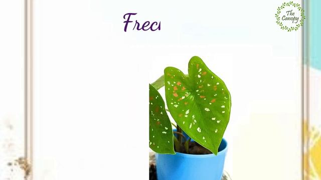 Caladium Part -2☘☘ смотреть онлайн