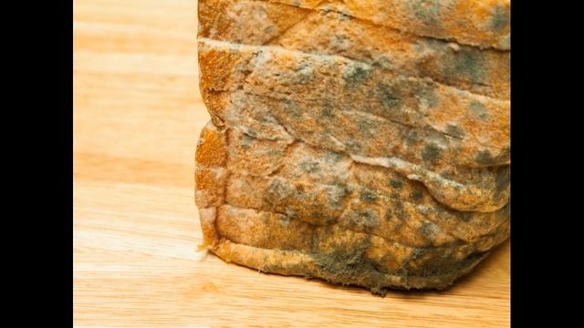 Flasin shkencëtarët, ja pse s’duhet ta hani pjesën e pastër të bukës së mykur смотреть онлайн