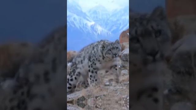 День снежного барса. Интересные факты #shorts смотреть онлайн