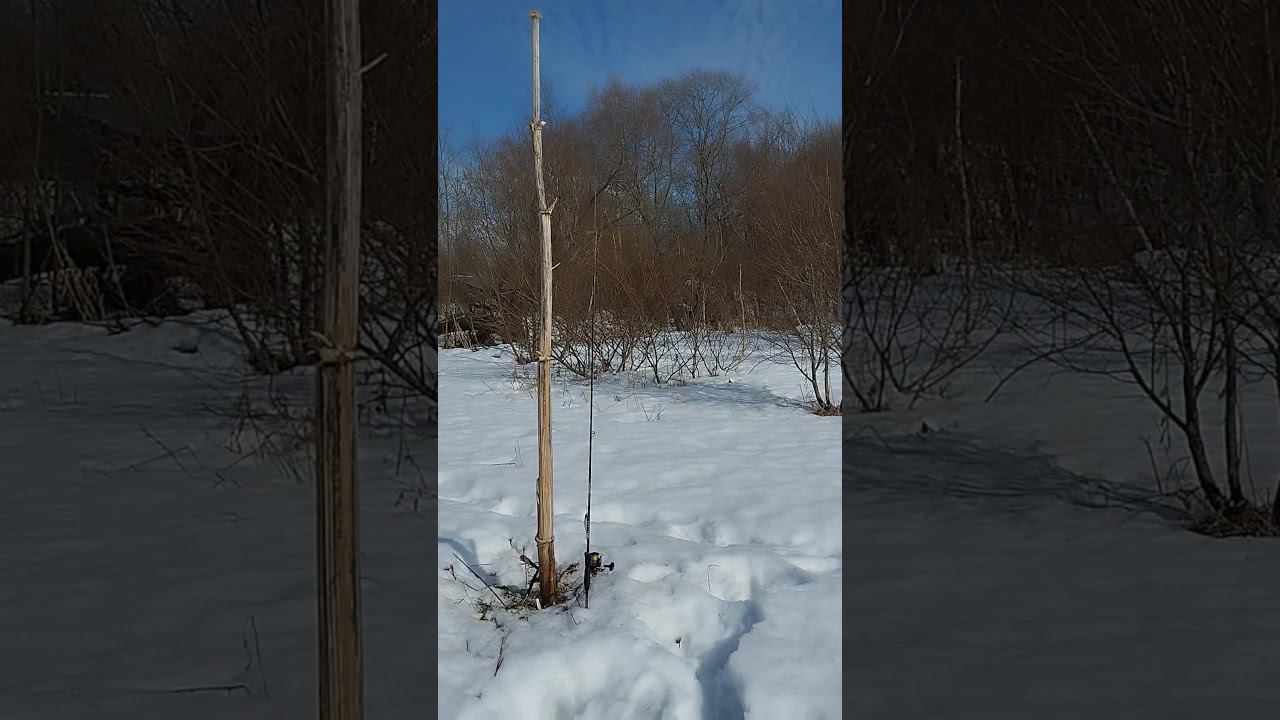 Огромный борщевик.Рыбалка на спиннинг. #рыбалка #shortvideo #природа #fishingvideo смотреть онлайн