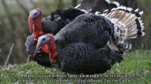 Как подрезать крылья индюкам?