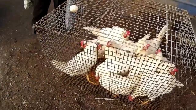 Куры несушки Самые выгодные породы смотреть онлайн