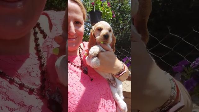 Султан английский кокер спаниель продажа щенков Симферополь Кастропуло доставка есть +79787402855 смотреть онлайн