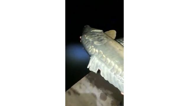 Трофейный карп на 7,6 кг и 6,8 кг. Рыболовный клуб Марлин смотреть онлайн