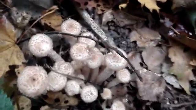 Поиск грибов опят в листве, 29.09.2012 смотреть онлайн