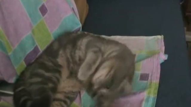 Сэмик красивый кот смотреть онлайн
