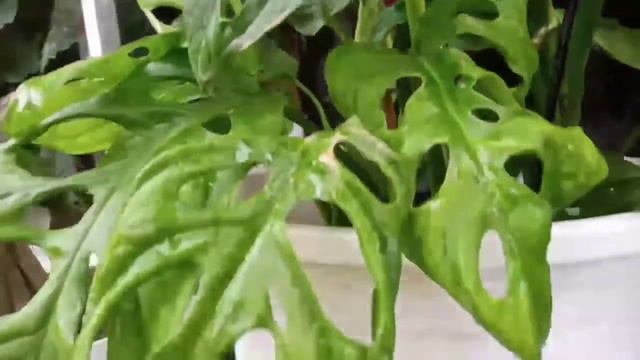 Rare Monstera Adansonii