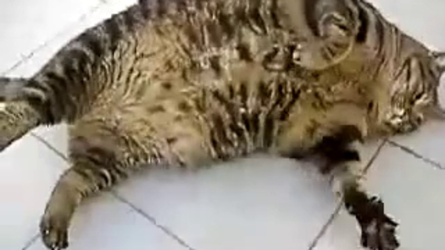 Котэ бегемот смотреть онлайн