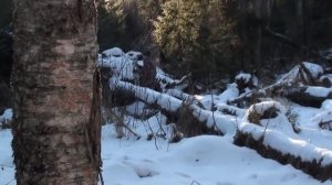 Уникальная съемка берлоги. Медведица с медвежонком.