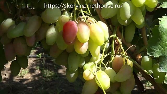 Среднеспелые сорта винограда 2019. Диксон смотреть онлайн