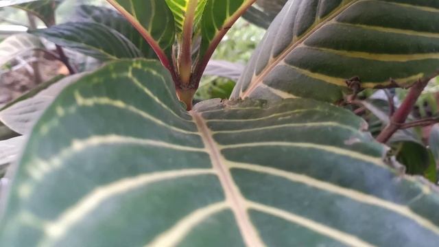 Sanchezia Foliage Plant How To Grow From Cutting