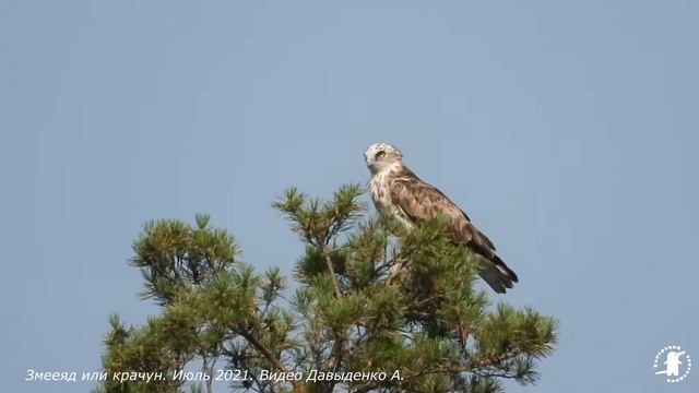 Змееяд орел смотреть онлайн