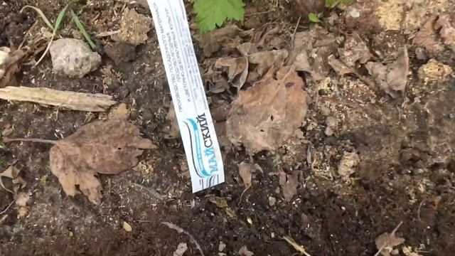 Использование опилок  ~ как использовать опилки / не на грядки, а на дорожки