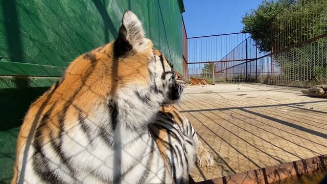 Мы знакомимся с суматранской тигрицей Вегой! смотреть онлайн