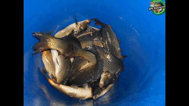 Зарыбление карпом 09.08.2018 КРХ Парамоново смотреть онлайн