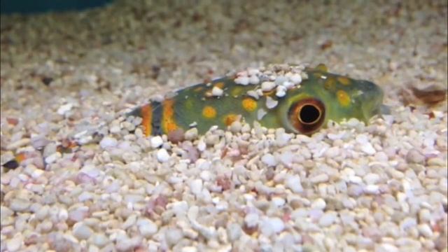 Resting Peacock Puffer (Takifugu ocellatus) At Maidenhead Aquatics @ Cwmbran смотреть онлайн