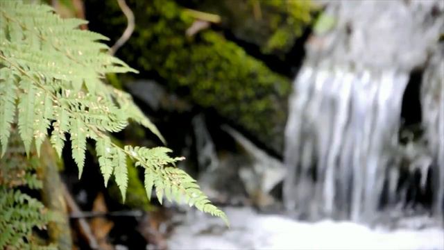 Media Vita (Gregorian Chant) // Silverstream Priory смотреть онлайн