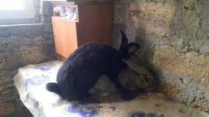 Случка кроликов | крольчиха не в охоте