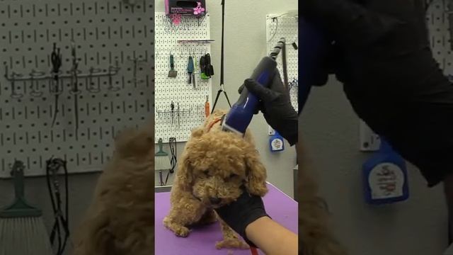 How to do maltipoo face pt1 смотреть онлайн