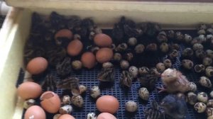 Совместная инкубация цыплят+перепелят+индюшат. Инкубация Зимой.