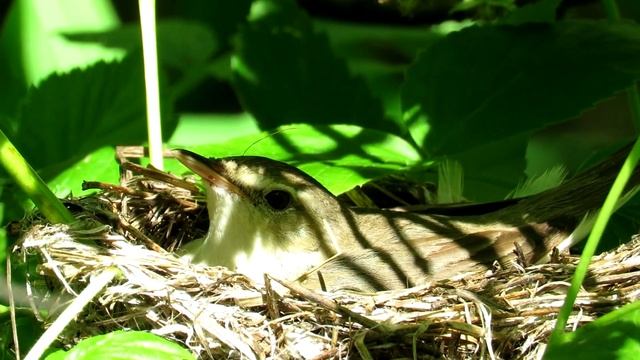 Гнездо с кладкой яиц, Зеленая Пересмешка, Icterine Warbler, смотреть онлайн