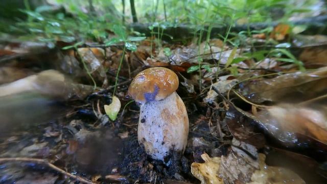 Боровик сетчатый. Июнь 2021. смотреть онлайн